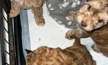 Cockapoo