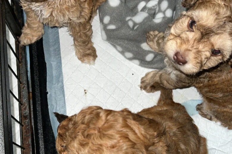 Cockapoo