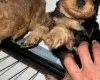 Cockapoo