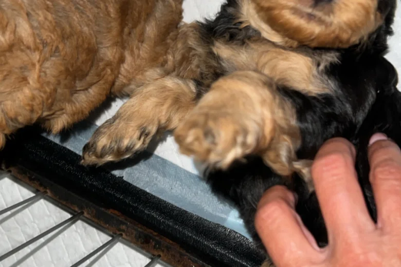 Cockapoo