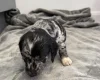 Cockapoo