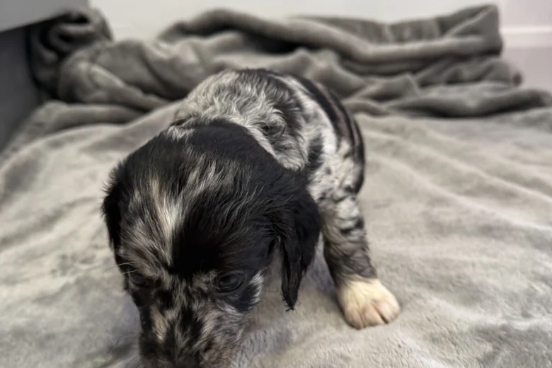 Cockapoo