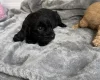 Cockapoo