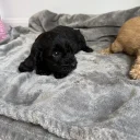 Cockapoo