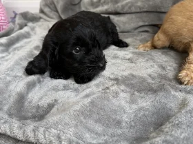 Cockapoo