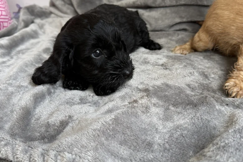 Cockapoo