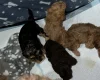 Cockapoo