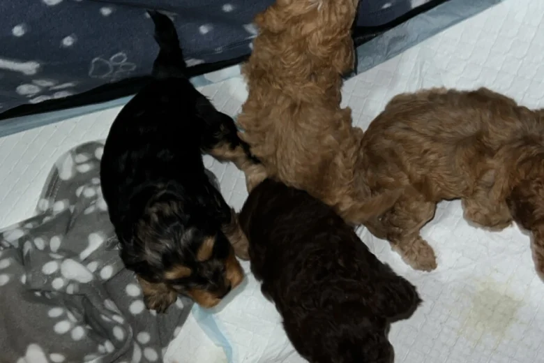 Cockapoo