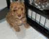Cockapoo