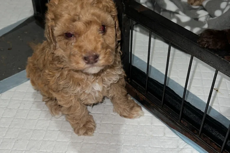 Cockapoo