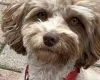 Cockapoo