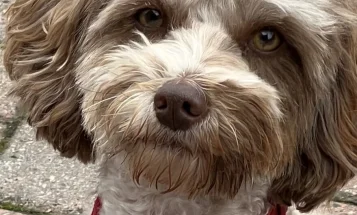 Cockapoo