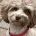 Cockapoo
