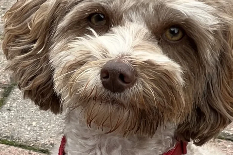 Cockapoo