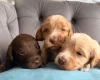 Cockapoo