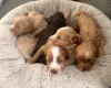 Cockapoo