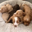 Cockapoo
