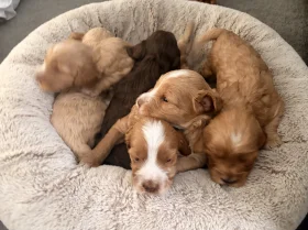 Cockapoo