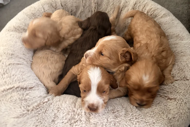 Cockapoo