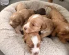 Cockapoo