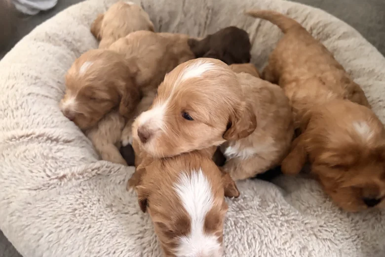 Cockapoo
