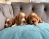 Cockapoo
