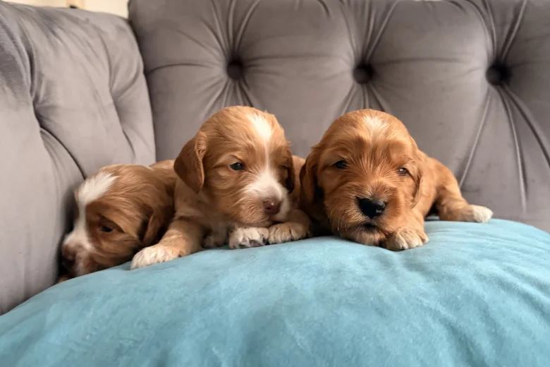 Cockapoo