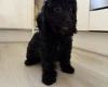Mixed Breed