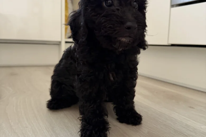 Mixed Breed