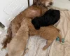 Mixed Breed