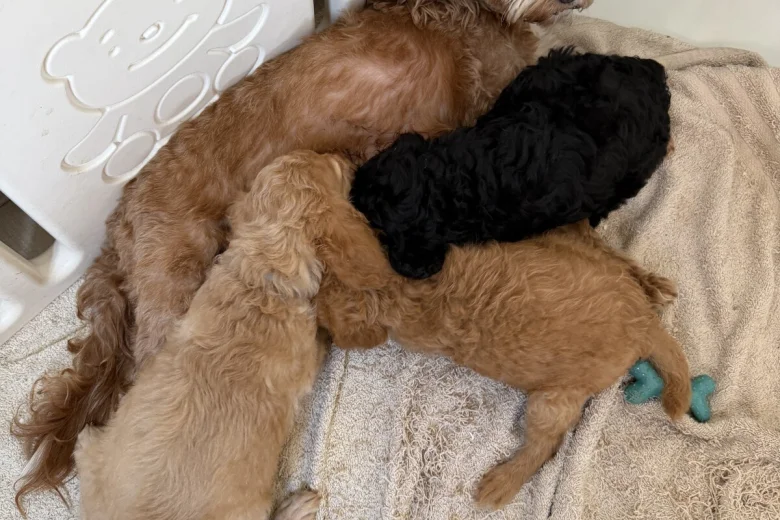 Mixed Breed