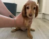 Mixed Breed