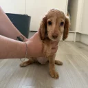 Mixed Breed
