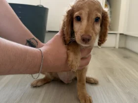 Mixed Breed
