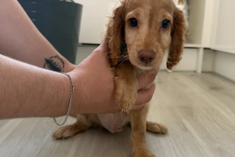 Mixed Breed