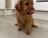 Mixed Breed