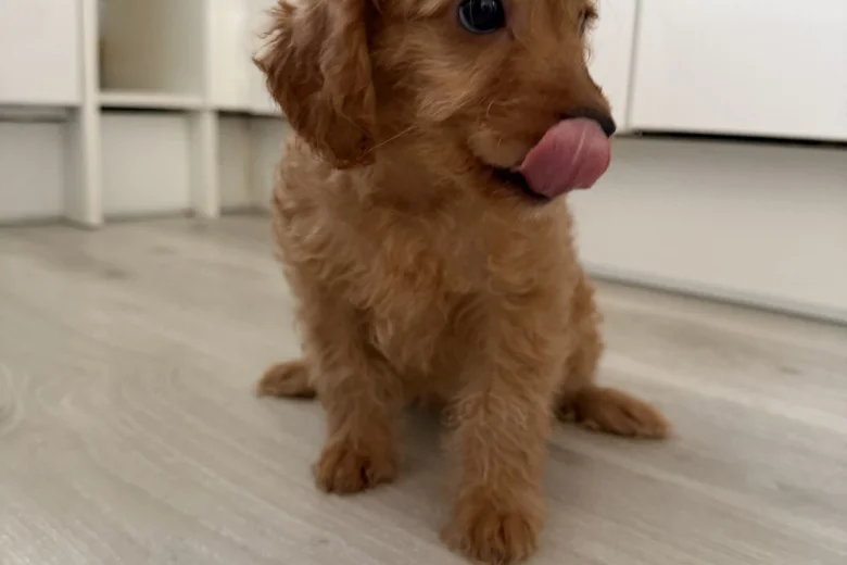 Mixed Breed