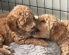Mixed Breed