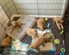 Mixed Breed