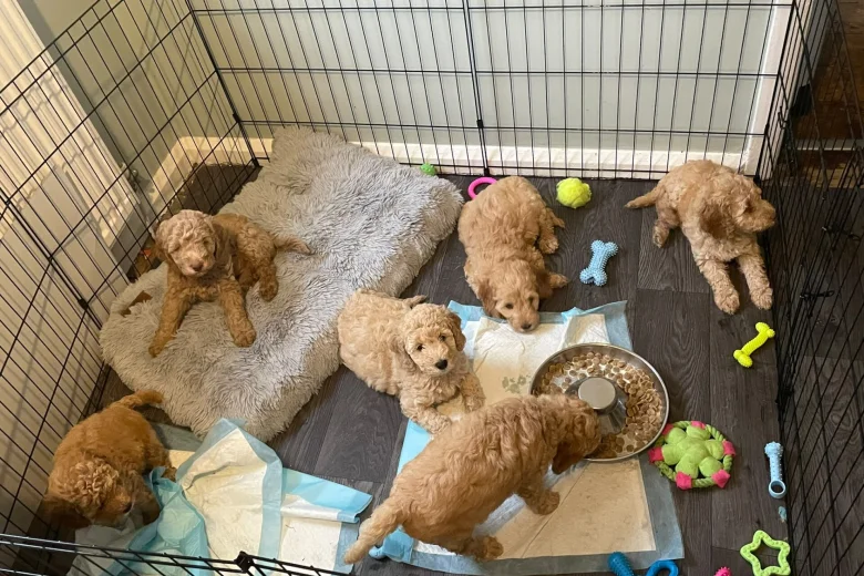 Mixed Breed