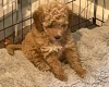 Mixed Breed