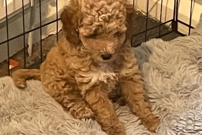 Mixed Breed