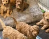 Mixed Breed
