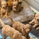 Mixed Breed