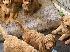 Mixed Breed
