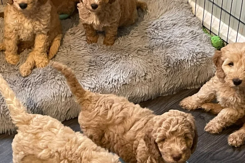 Mixed Breed
