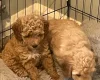 Mixed Breed