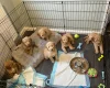 Mixed Breed