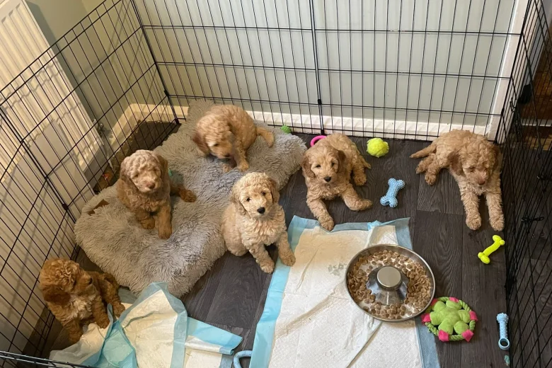 Mixed Breed