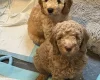 Mixed Breed
